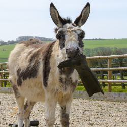 Sponsor Donkeys - Sid & Jake